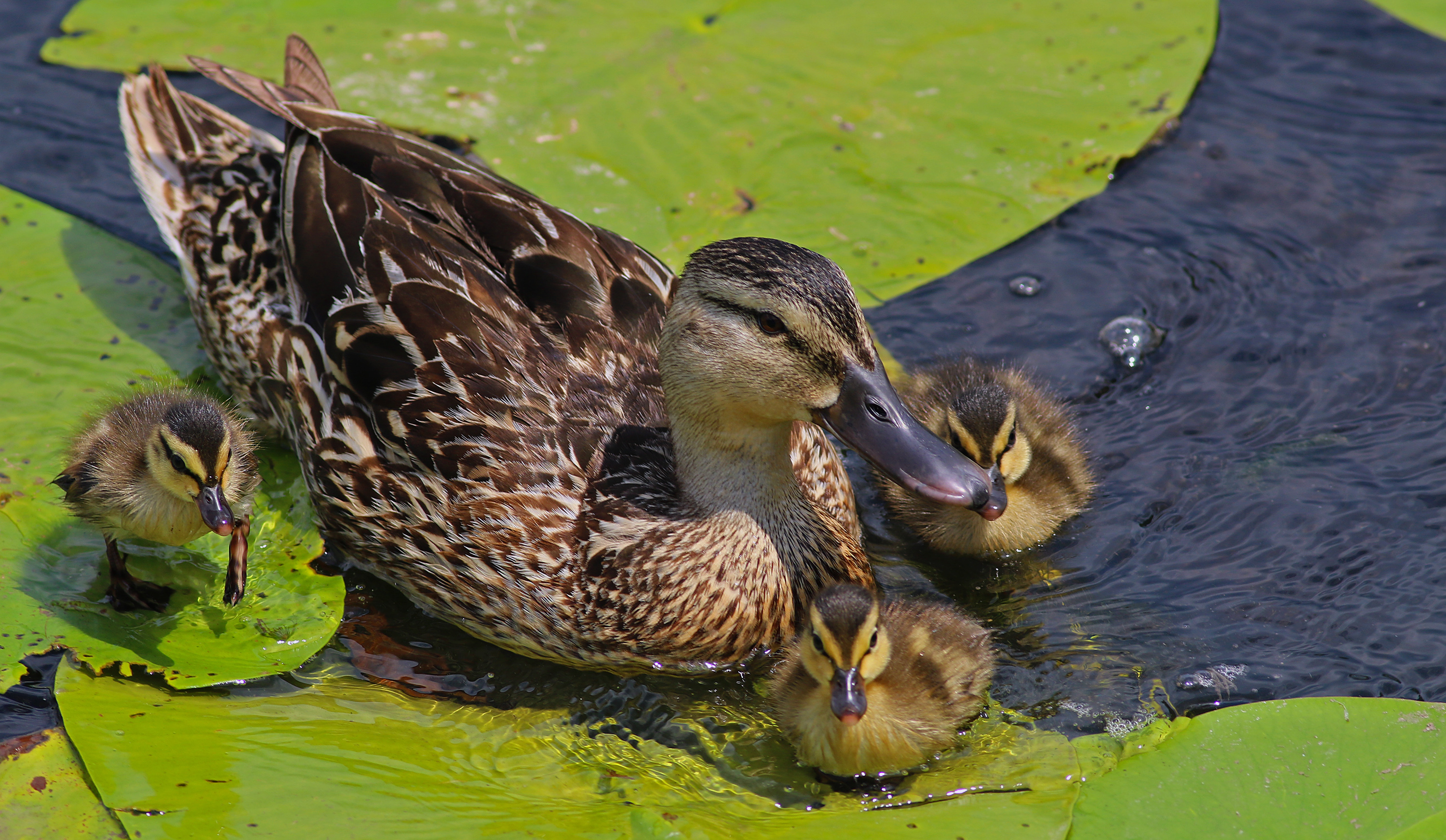 Mallard